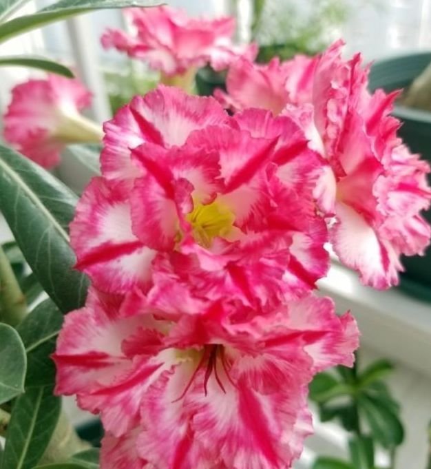 夏天家里养此款花,花期长花量大,花开香飘溢满屋,阳台变花园