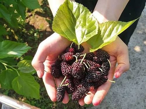 采摘|这种没皮没核的野果，古人称它为“肾之果”，5月错过它太可惜