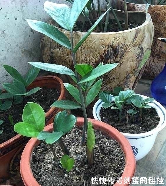 养活|这5棵“树”太贵了,偷偷摘一截枝条就养活了,不用花钱买啦!