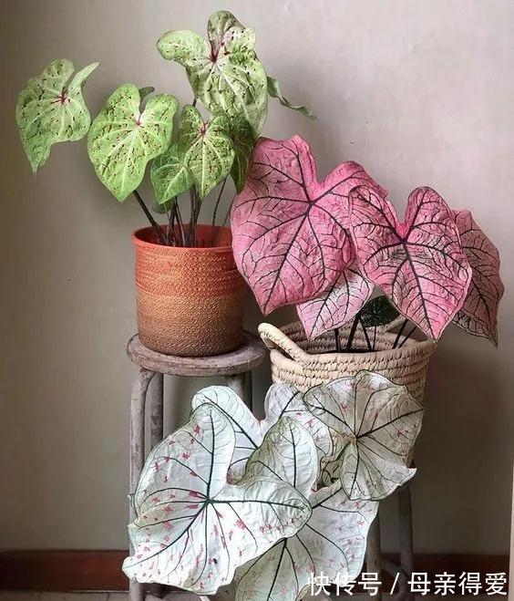8种“漂亮花”别晒大太阳，一晒就耷拉，客厅不见光，养成绿森林