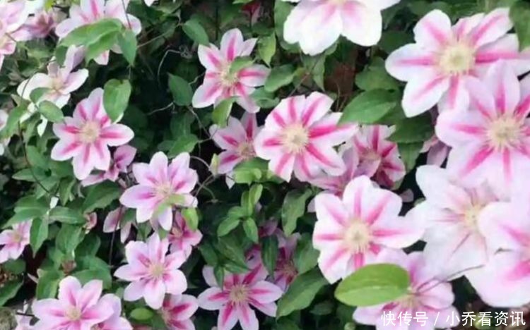 养花就养这几款,花朵小巧玲珑,花叶俱美,养盆放阳台美极了