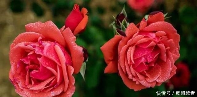 惊!你养的花,正在悄悄暴露你的性格