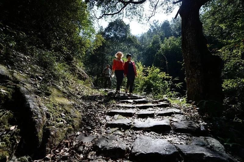 泰顺岭北冬意浓，村尾五古正当红|古村行记 | 廊桥