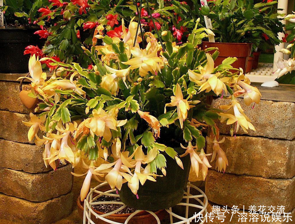 花盆|养盆栽蟹爪兰掌握10点就足够,看完就知道为啥叶子干瘪、不开花