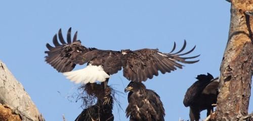 鹰的重生，折翅飞行，这些鹰的传说，都是真的吗？