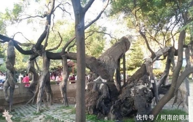 狄景晖|狄仁杰母亲亲手种下的槐树,距今已1300多年,但狄公儿子却丢尽老爹的脸
