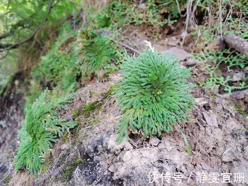 山坡|乡下野外的植物，不要看不上，挖回家当盆栽正好