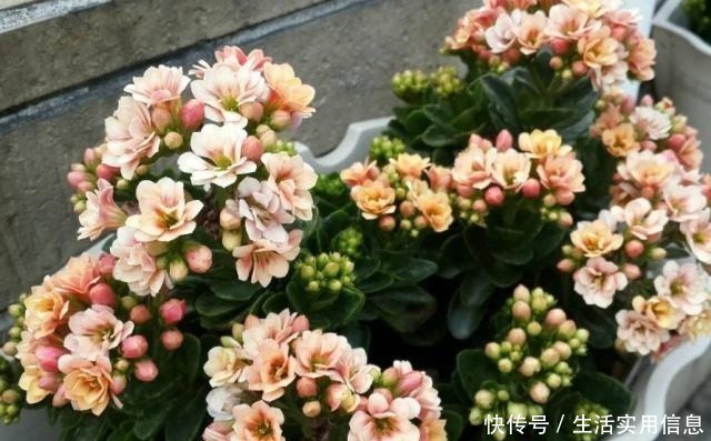 长寿花|长寿花很难开爆盆,“4种”技巧掌握了吗学会了,花朵惊艳美丽!