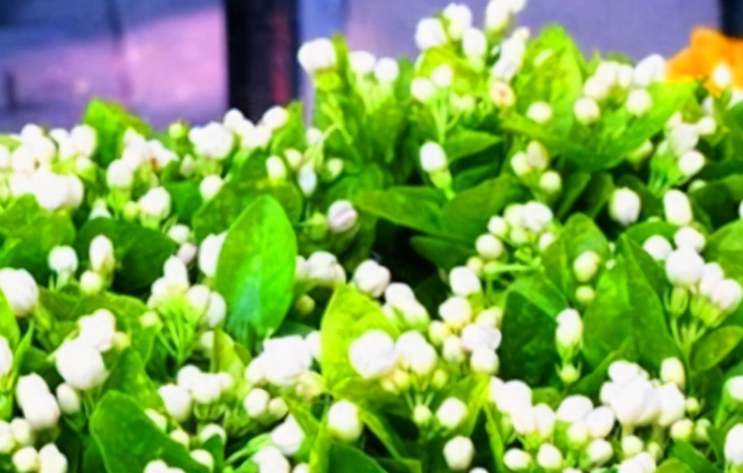 茉莉玫瑰粥|女性推荐多吃3种食物,美容养颜、抵抗衰老,早吃早好!