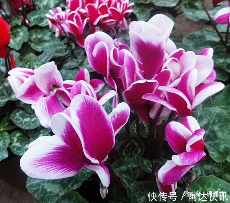 此花是奥运会吉祥物,娇艳夺目,烂漫多姿,被日本人称为爱之圣花