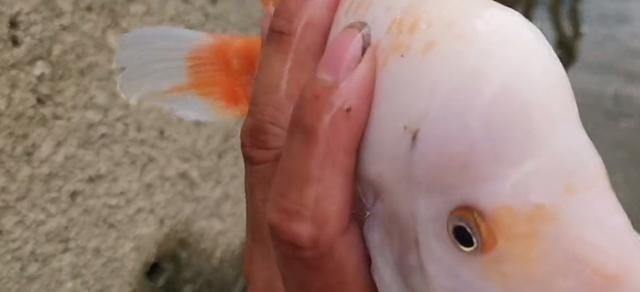 这鱼在漠阳江快泛滥了,钓鱼人:到处都是,所幸还好吃