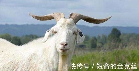 蝌蚪|孕妇梦到这4件事,是吉兆,预示是男宝宝且大有作为