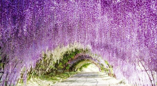 家养紫藤花,一养一百年,开成花隧道,紫气满园来!