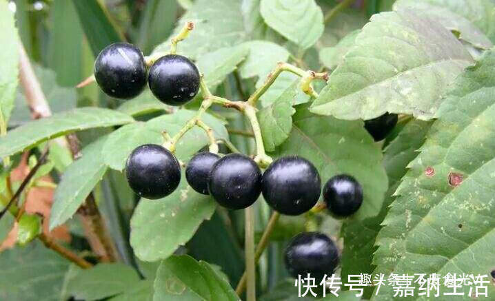 小时候|农村路边的“黑星星”,小时候总吃,专家却说不能吃,值得了解!