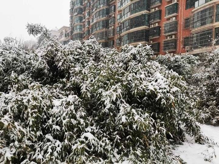 雪花|2022年，济南的第二场雪