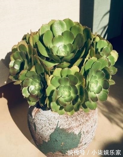 学会3招,多肉养成“手捧花”,七夕情人节,最漂亮的礼物!