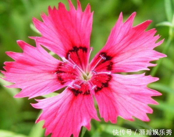 4种花是花中劳模，一年四季开花不断，花大色艳很漂亮，谁养谁爱