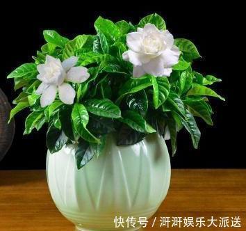 植物|此种“开花水”,浇花很灵,花苞呼呼冒出来,比激素还管用!