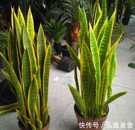 这“2种花”,哪怕再贵也要回家“养1盆”,不仅旺财运,还美丽!