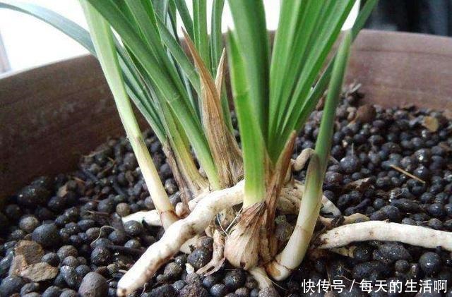 兰花即将进入发新苗的好时间,掌握4个“妙招”,苗数能翻倍!