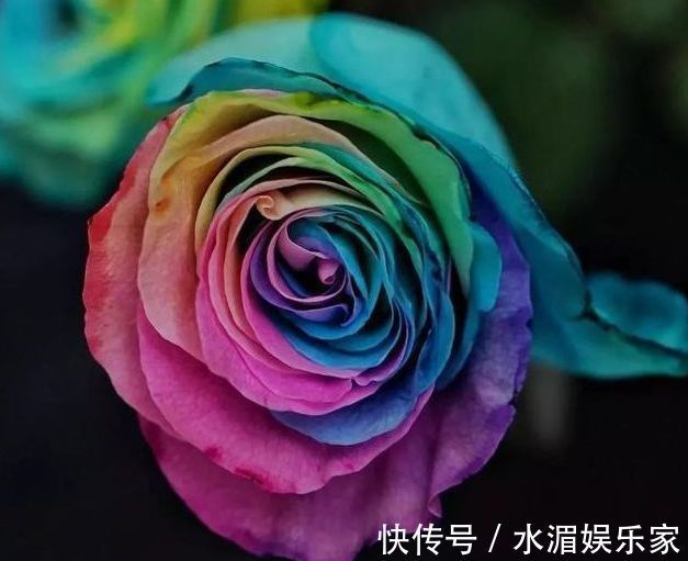 喜欢菊花，不如养盆“精品玫瑰”彩虹玫瑰，灿烂高雅，梦幻华丽