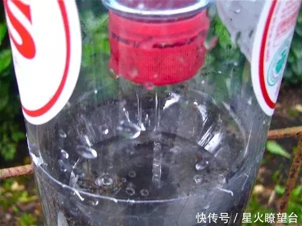 种菜|用废弃塑料瓶玩立体种植,既美味又美观