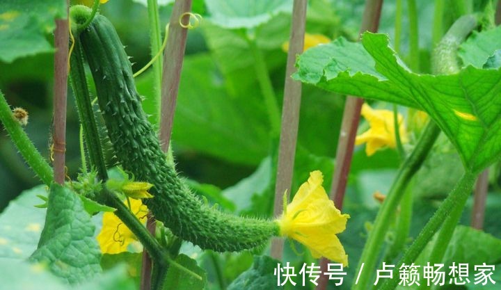 购买黄瓜时，要挑直的还是弯的多亏菜农告诫，学会再也不瞎买了