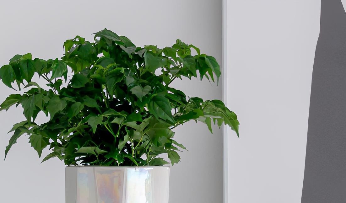 幸福树|夏季养护幸福树，掌握3要素，保证叶片油绿有光泽，长势快