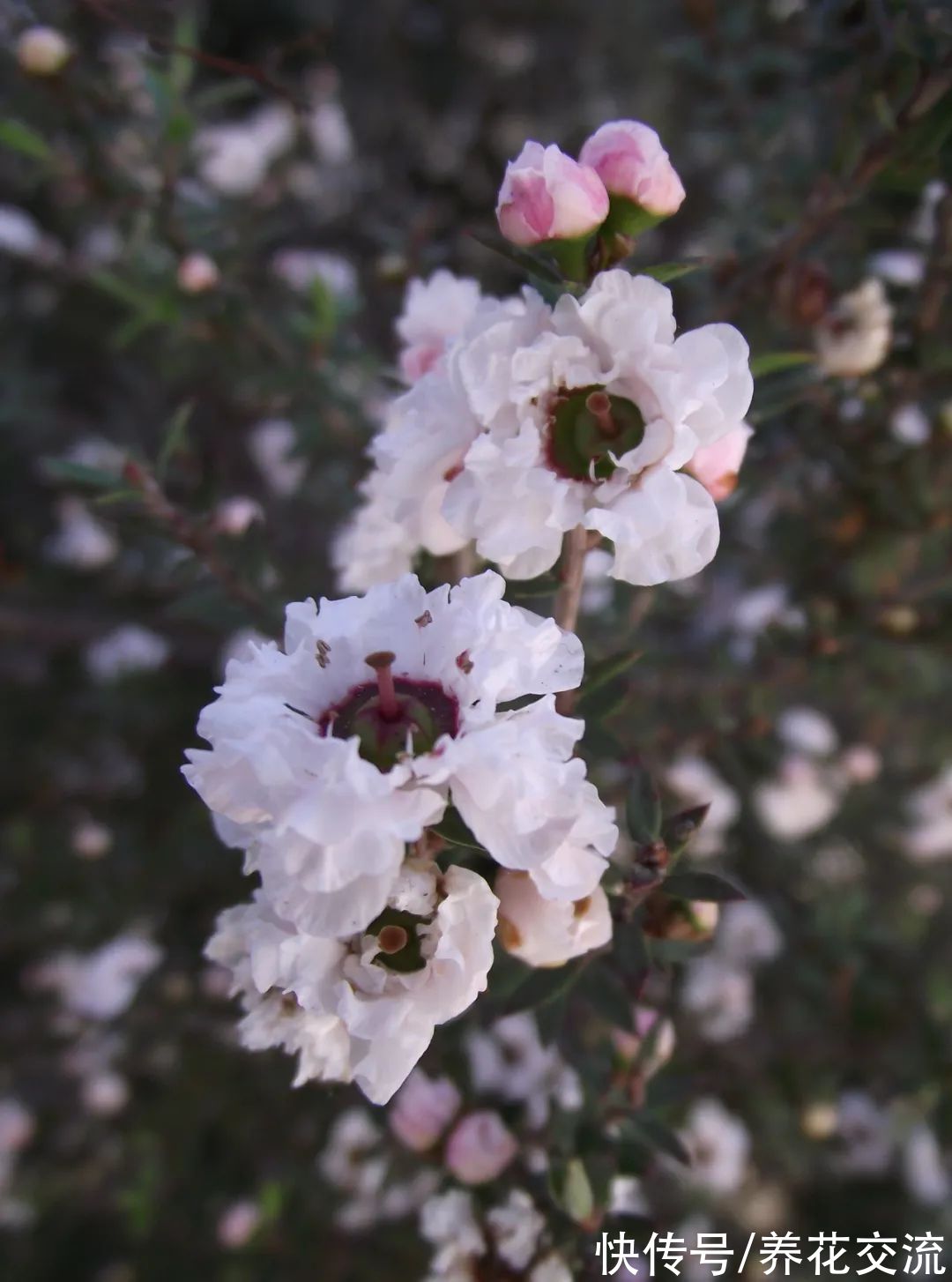 松红梅|松红梅能花开半年，花叶清香，但你家真的适合养吗？