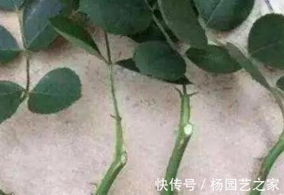 花卉|7月份以后，以下漂亮的花卉，扦插正当时，不仅环境合适生根还快