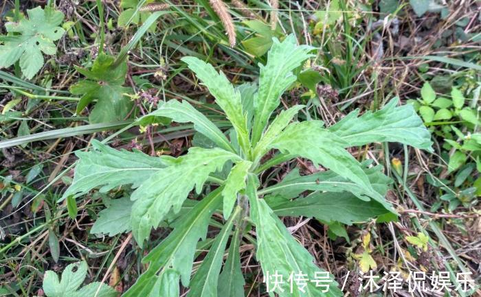 农民朋友|此物名为“醉酒草”，是治疗肠胃“特效药”，路边就有，见了带走