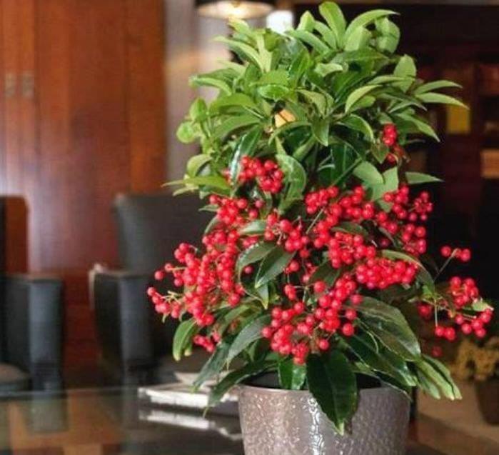 养花就养这几款,全年开花不停,花姿妖娆,繁花似锦,姿色艳丽