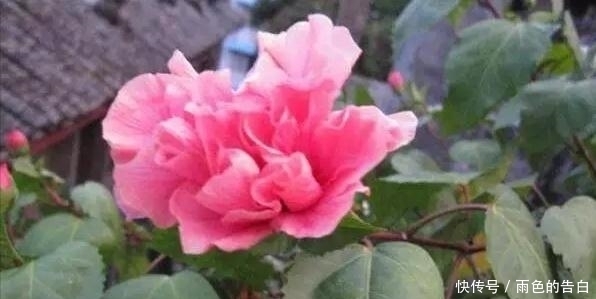 这6种花,花期超长,养一盆在家,4季有花赏,真正的盆栽佳品!