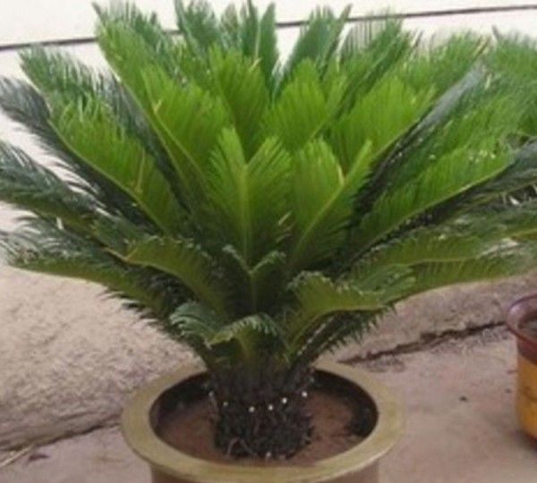 养花试试这几款,饱满圆润火热浪漫