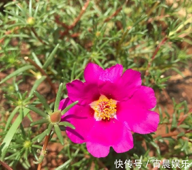 倒伏|偷偷给妈妈养的太阳花狠狠剪了个光头,一个月后开花爆盆,真值