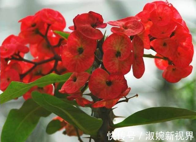 名菊|喜欢菊花,不如养盆名菊“盘龙卓越”,亲切妖娆 花姿清雅