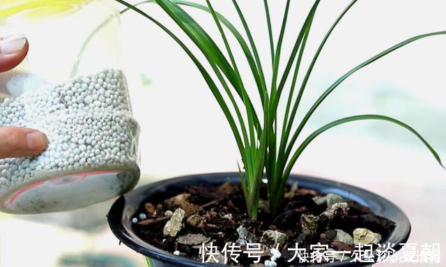 多元素|兰花一年只用2种肥，选对时机用，蹭蹭冒新芽，呼呼长花苞