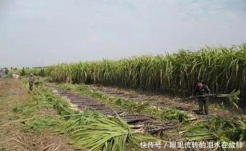  余杭人的心头好，即将上市！曾经风靡全国，很多人小时候都吃过！