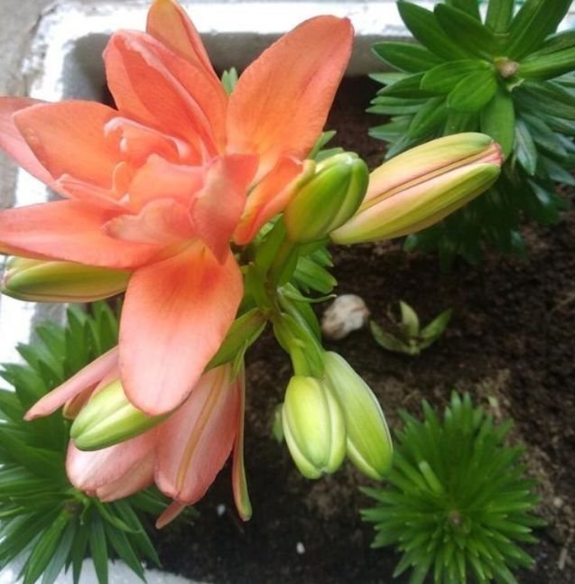 4种花漂亮又好养，越养越“值钱”，养10盆也不嫌多！