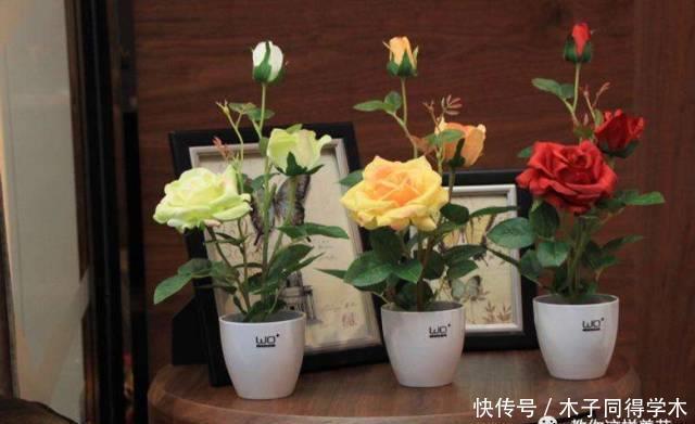 养花做好5步,新手变高手,养花不愁!