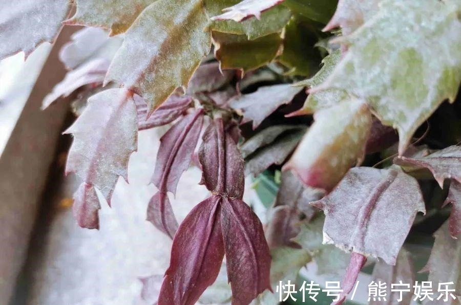 这花开完叶子就变皱赶紧修剪、施肥,不然长不大!