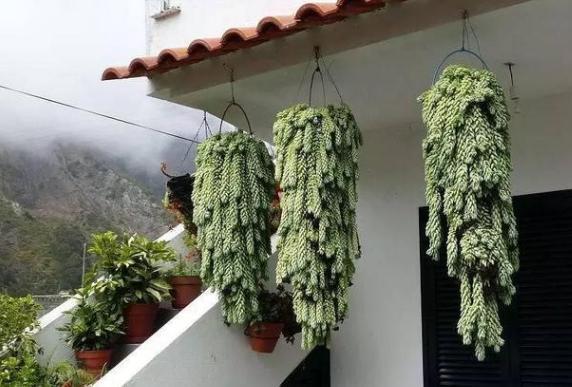 想要多肉瀑布就盆栽佛珠、紫玄月、玉缀,搁在窗台还能遮阴