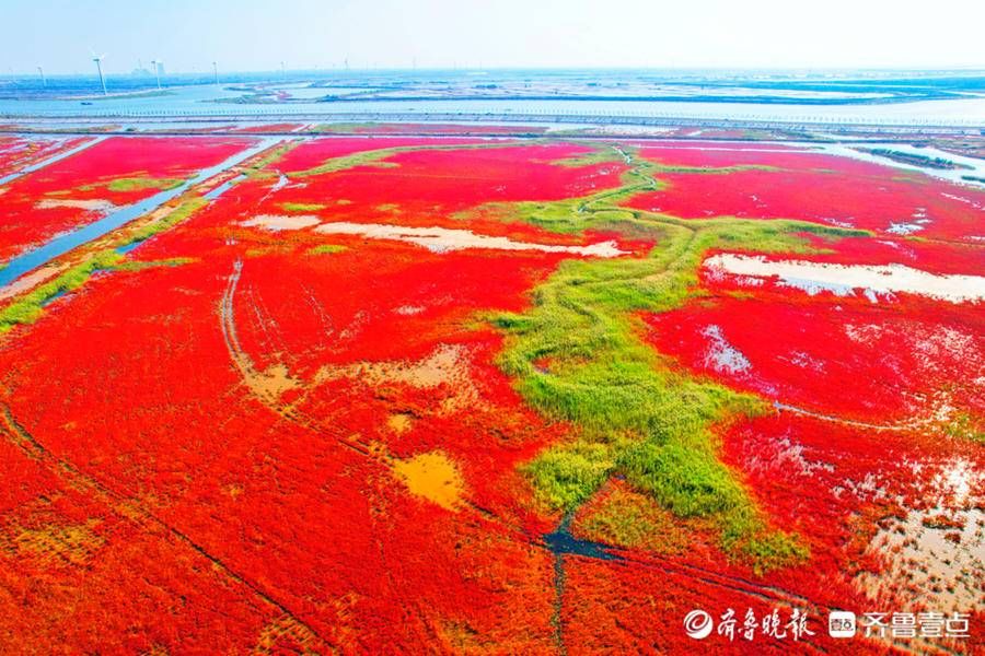 黄河三角洲|黄河东入海，“红毯”迎国庆