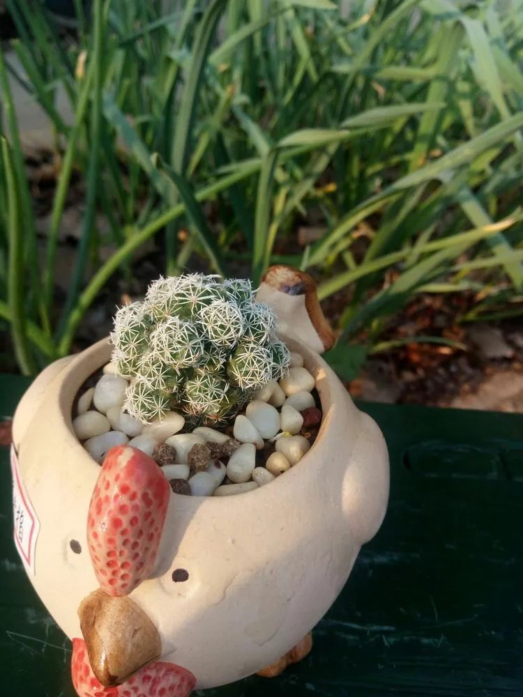 送瘟神,洒庭院,赏多肉,合家团聚话将来!