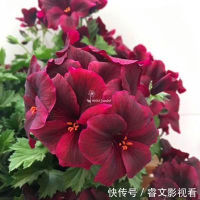 阳台种了30多种天竺葵,美不胜收,客人来了都舍不得走