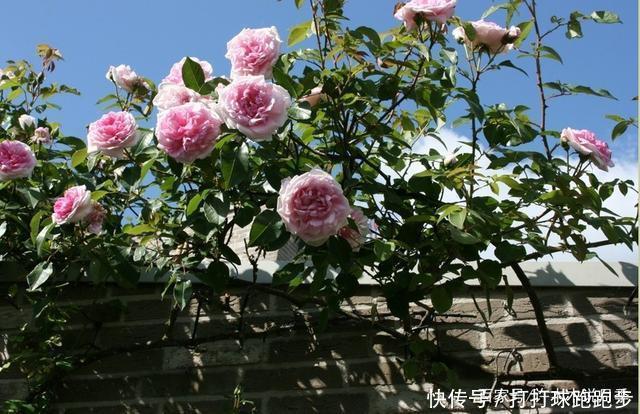 25个拥有中国血统的波旁月季。花朵超大个个丰花,还能爬藤做花墙