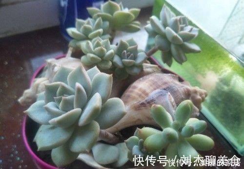 多肉叶片扦插繁殖,利用懒人法,长势旺盛,一盆变几十盆