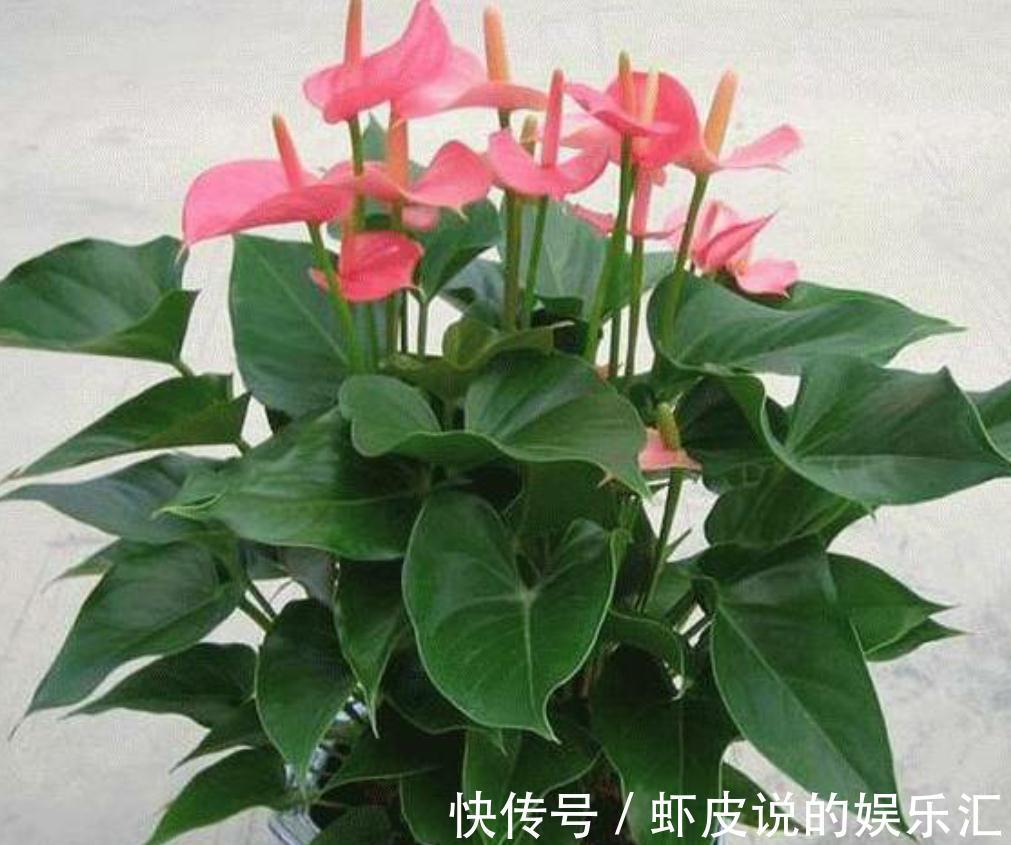 红掌只长叶不开花,新叶长出做好这两点,一叶一花更旺盛