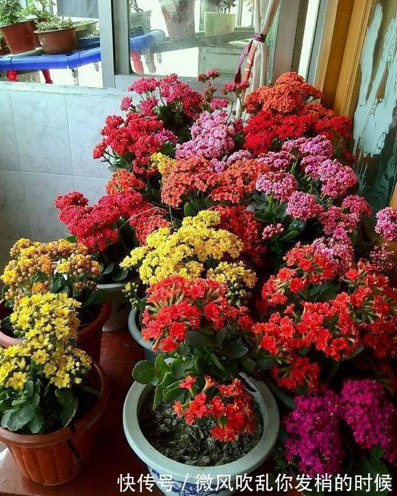 光照|阳台养花“6大错”,错了一个就黄叶,都占了就是“养花杀手”