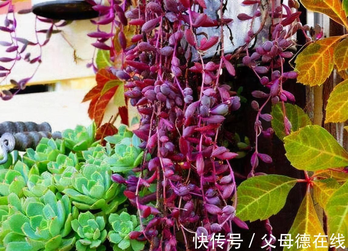 发现一户人家,大冬天阳台的“多肉”,长成了“瀑布”,太壮观了